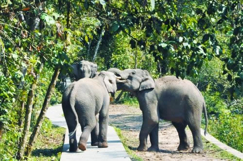 ��˫���ɴ���4��3��